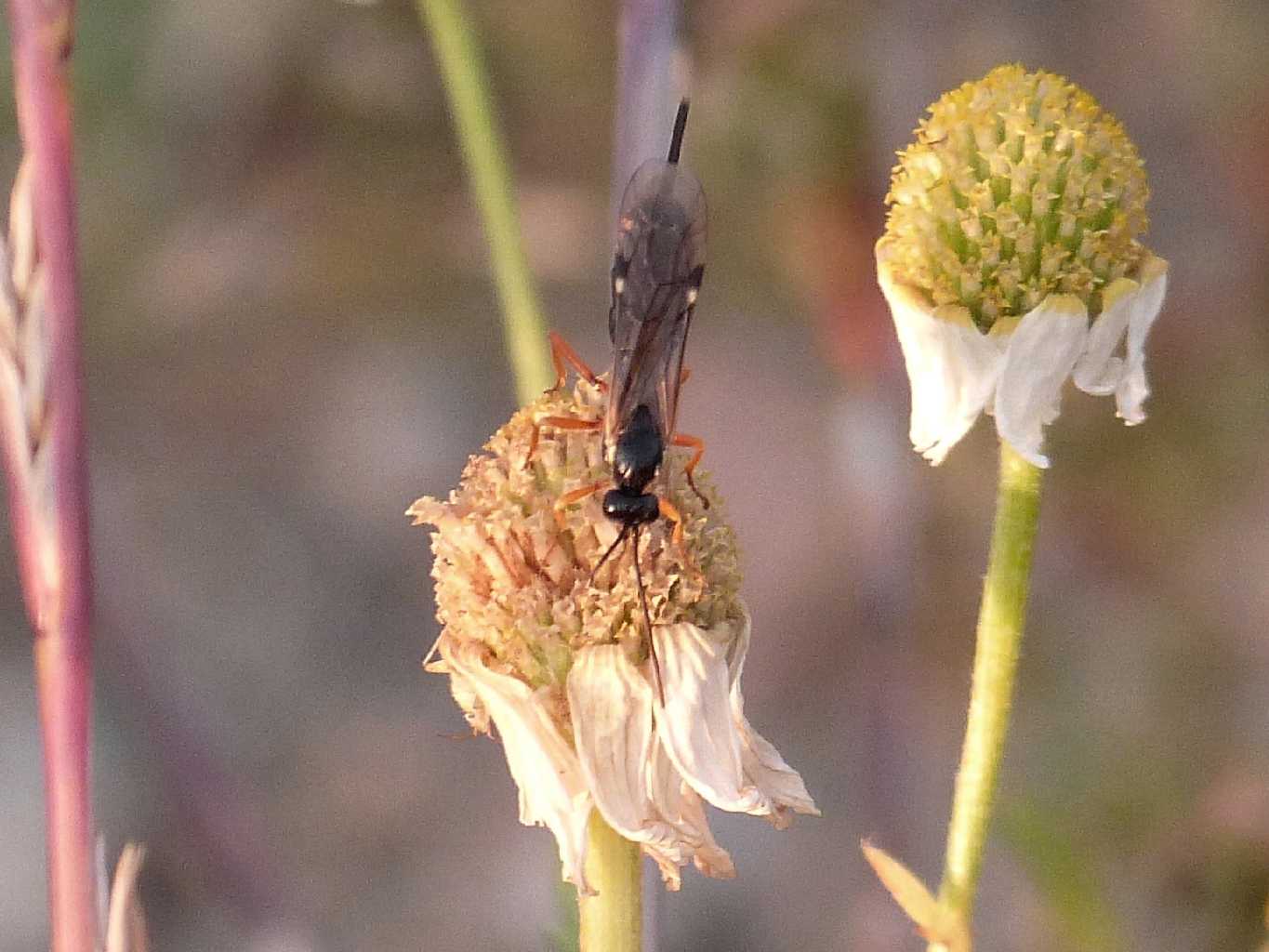 Piccolo Ichneumonidae all''opera